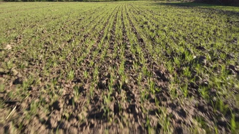 Aerial view of fields for wheat coltivation. Agricolture concept Stock Footage 146239537
