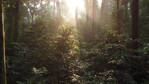 Aerial view of fine trailing leaves in tropical forest in summer. Stock Footage 277108249