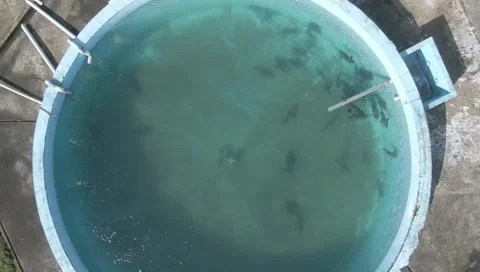 Aerial view of fish aquaculture round tank with clear water and swimming fish Stock Footage 344579853