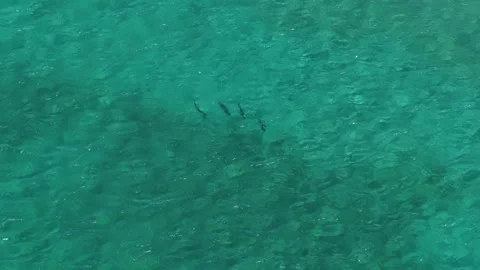 Aerial view of fish in clear turquoise water in Cabo San Lucas, Mexico Stock Footage 345373751