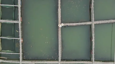 Aerial view of fish pond 38 Stock Footage 292154341
