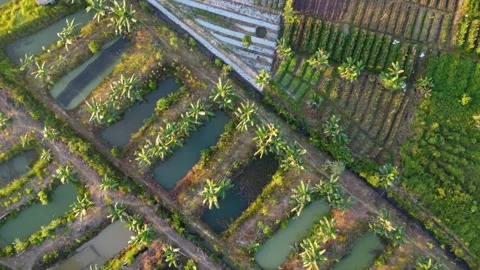 Aerial view of fish pond and vegetable plantation Stock Footage 246740448