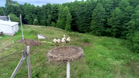 Aerial view, five young White storks in a nest on a pillar on background blue sk Stock Footage 158283622