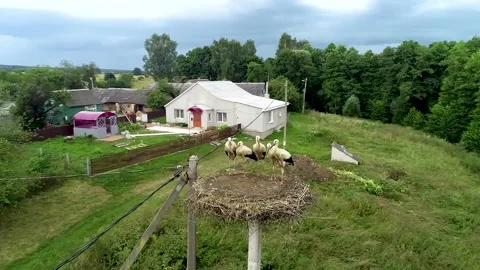 Aerial view, five young White storks in a nest on a pillar on background blue sk Stock Footage 158283640