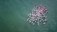 Aerial View Of Flamingos In West Coast National Park, Cape Town, South Africa. Stock Footage