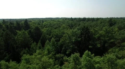 Aerial view of flat forest landscape Stock Footage 60255630