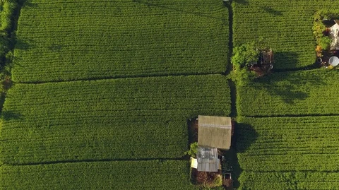 Aerial view of flat rice fields and mountains Video stock 87290179