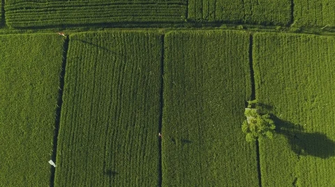 Aerial view of flat rice fields and mountains Stock Footage 87290500