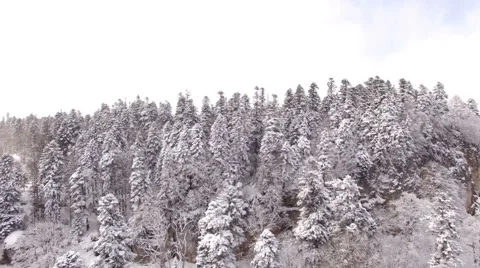 Aerial View Flight Above Winter Forest 9 Stock Footage 59534962