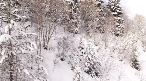 Aerial View Flight Above Winter Forest 10 Stock Footage 59535540