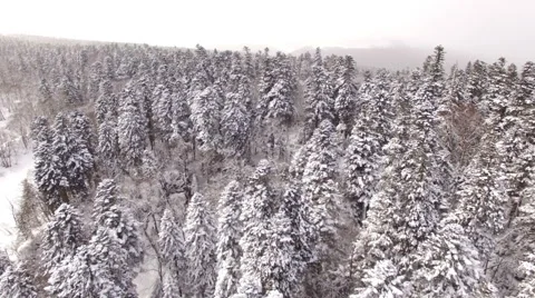Aerial View Flight Above Winter Forest 11 Stock Footage 59535995