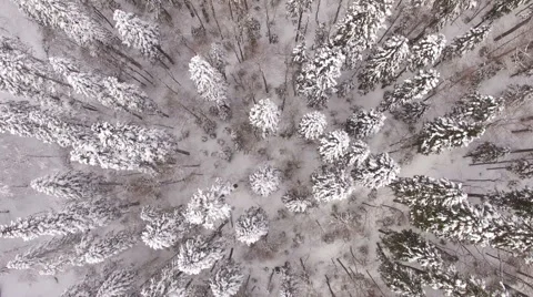 Aerial View Flight Above Winter Forest 16 Stock Footage 59539366