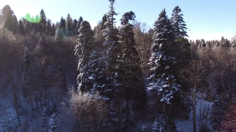Aerial View Flight Above Winter Forest 19 Stock-Footage 59664587