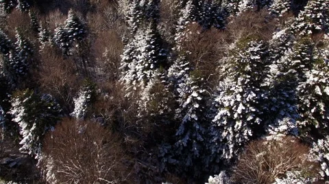 Aerial View Flight Above Winter Forest 20 Stock Footage 59665373