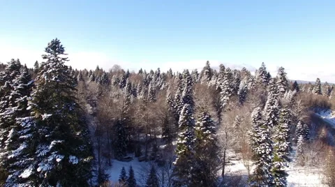 Aerial View Flight Above Winter Forest 22 Stock Footage 59666505