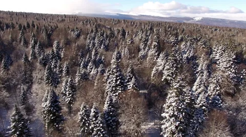 Aerial View Flight Above Winter Forest 23 Stock Footage 59667932
