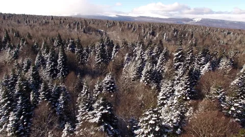 Aerial View Flight Above Winter Forest 24 Stock Footage 59668406