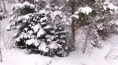 Aerial View Flight Above Winter Forest 28 Stock Footage 59671356