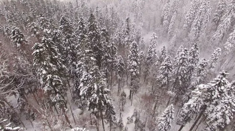 Aerial View Flight Above Winter Forest 34 Video stock 59674425