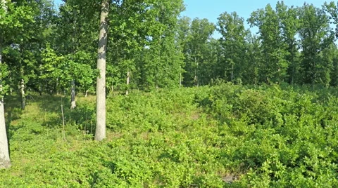 AERIAL VIEW, flight between the trees in the mountain forest. Stock Footage 53067505