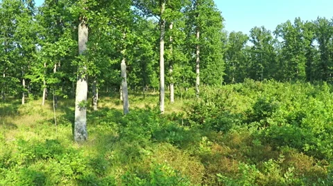 AERIAL VIEW, flight between the trees in the mountain forest. 스톡 동영상 53068137