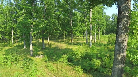 AERIAL VIEW, flight between the trees in the mountain forest. Stock Footage 53068523