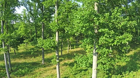 AERIAL VIEW, flight between the trees in the mountain forest. Stock Footage 53069685