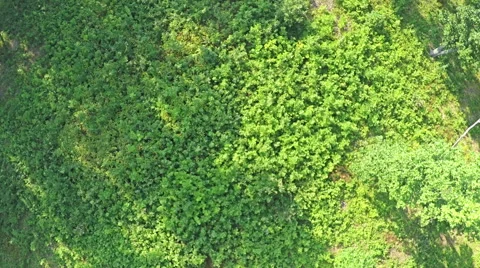 AERIAL VIEW, flight between the trees in the mountain forest. Stock Footage 53069905
