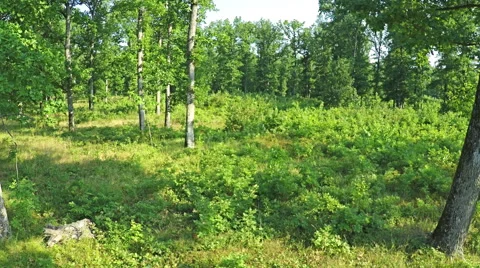 AERIAL VIEW, flight between the trees in the mountain forest. Stock Footage 53073020