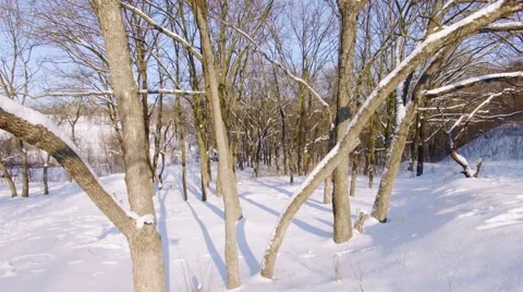 Aerial view of flight close to the ground under the branches of trees. Stock Footage 59639774
