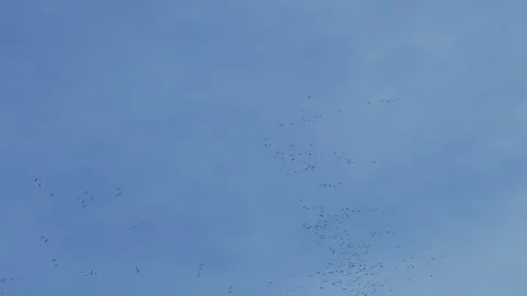 Aerial view of the flight of the cranes Stock-Footage 306479002