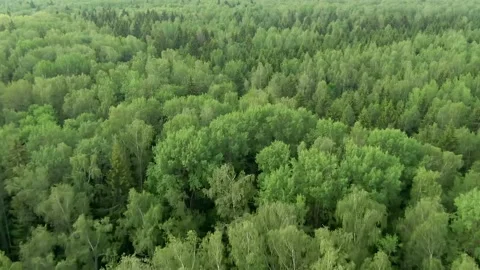 Aerial view flight at high altitude over an endless green taiga. Video stock 132682017