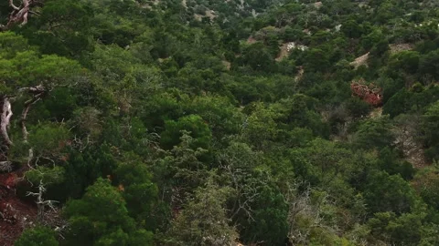 Aerial view. Flight over the ancient evergreen grove of pines and junipers on th 스톡 동영상 150596824