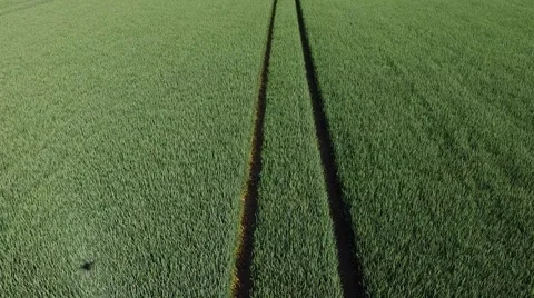 Aerial view flight over beautiful  Wheat Field  in germany Stock Footage 63885146