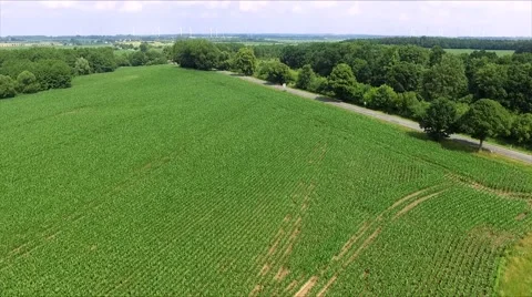 Aerial view flight over beautiful  corn field  in germany Stock Footage 64268640
