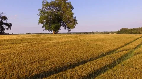Aerial view flight over beautiful golden Wheat Field with trees under blue sky Stock Footage 64463051