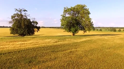 Aerial view flight over beautiful golden Wheat Field with trees under blue sky Stock Footage 64463089