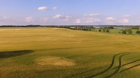 Aerial view flight over beautiful golden Wheat Field under blue sky in germany Stock Footage 64463093