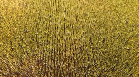 Aerial view flight over beautiful golden Wheat Field  in germany Stock Footage 64463100