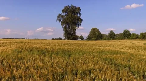 Aerial view flight over beautiful golden Wheat Field under blue sky in germany Stock Footage 64463104