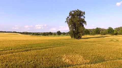Aerial view flight over beautiful golden Wheat Field under blue sky in germany Stock Footage 64463106
