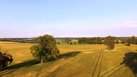 Aerial view flight over beautiful golden Wheat Field under blue sky in germany Stock Footage 64463109