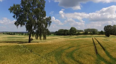 Aerial view flight over beautiful  Wheat Field with trees under blue sky Stock Footage 64599811
