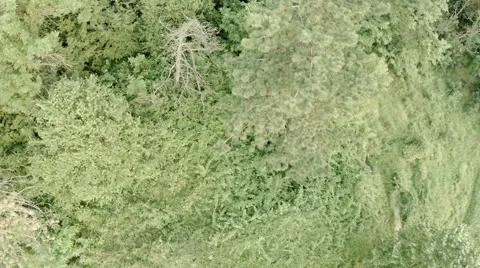 Aerial View. Flight Over Beautiful Forest At Sunset. One pine tree is withered. Stock Footage 64740143