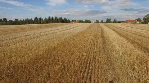 Aerial view flight over beautiful golden Wheat Field  under blue sky in germany Stock Footage 71199449