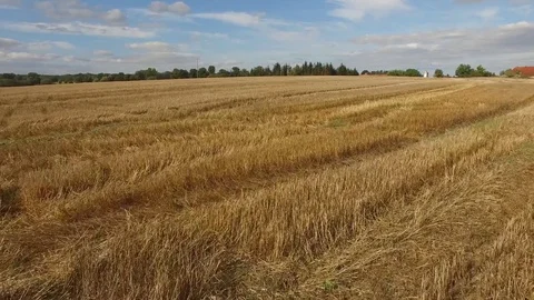 Aerial view flight over beautiful golden Wheat Field  under blue sky in germany Stock Footage 71200021