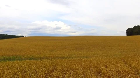 Aerial view flight over beautiful golden Wheat Field  under blue sky in germany Stock Footage 71200179