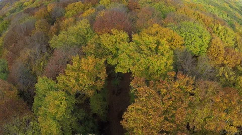 AERIAL view, flight over birch forest in the autumn mountain, Colorful trees. Stock Footage 59903731