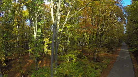 AERIAL view, flight over birch forest in the autumn mountain, Colorful trees. Vidéo 59906746