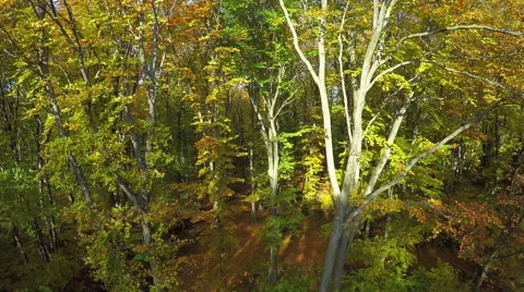 AERIAL view, flight over birch forest in the autumn mountain, Colorful trees. Stock Footage 59907368